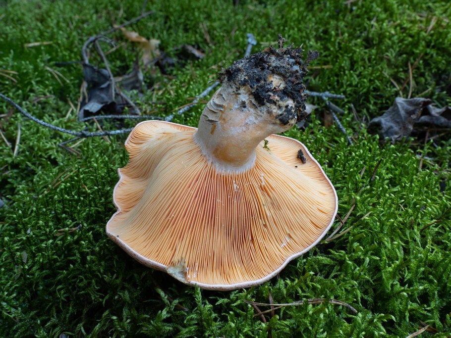 Рыжик еловый/еловик (Lactarius deterrimus);