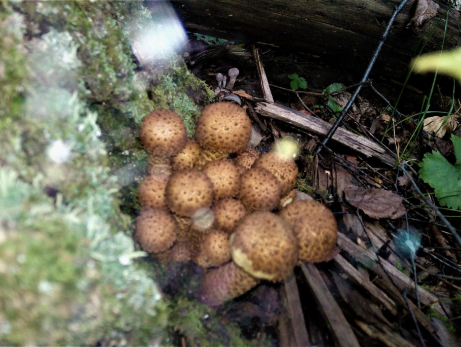 Гриб чешуйчатка