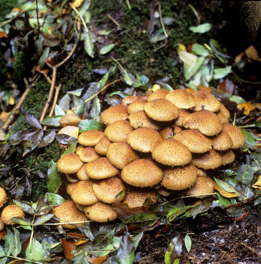 Опенок осенний (Armillaria mellea; Armillaria Borealis