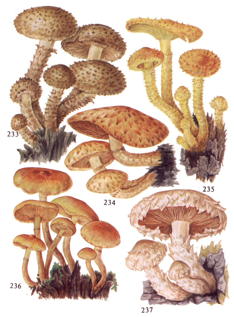 Чешуйчатка ворсистая