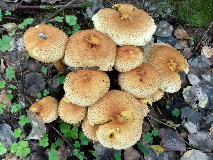 Pholiota squarrosa гриб
