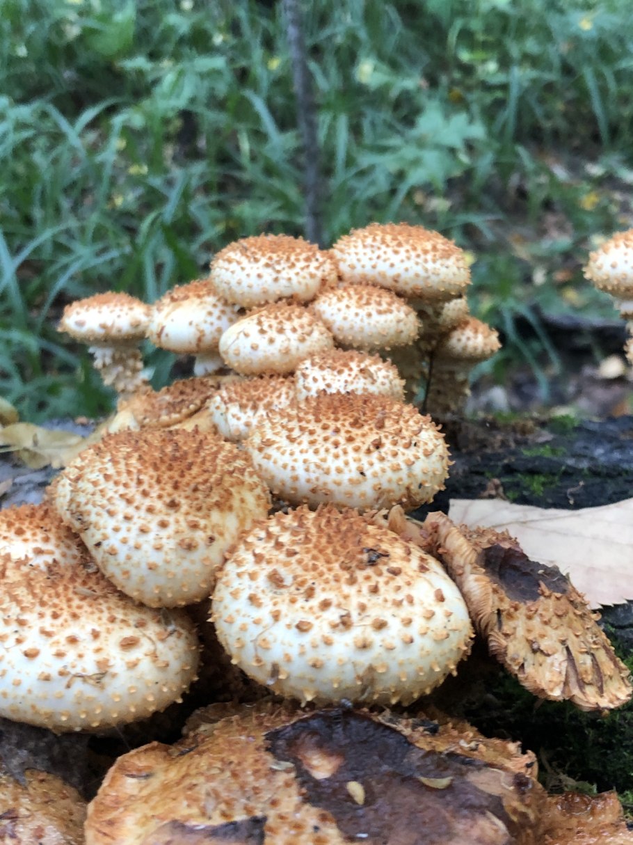 Чешуйчатка обыкновенная Pholiota squarrosa