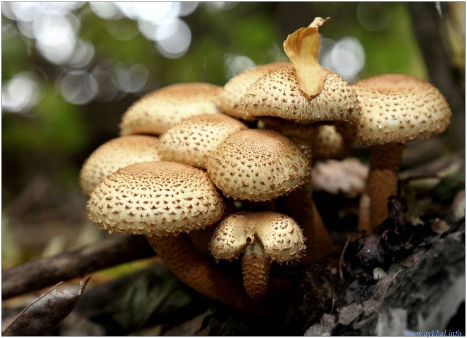 Королевские опята ложные