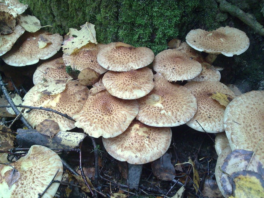 Гриб чешуйчатка чешуйчатовидная