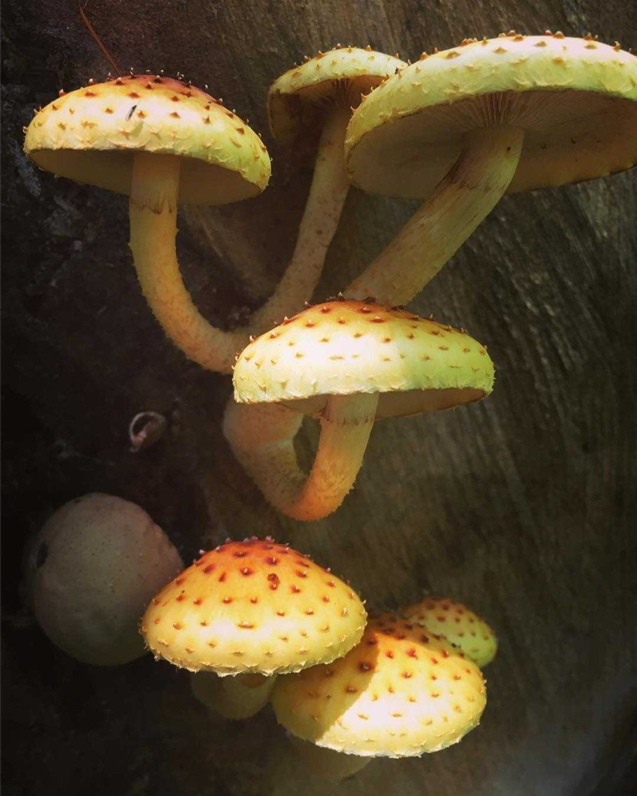 Чешуйчатка древесинная