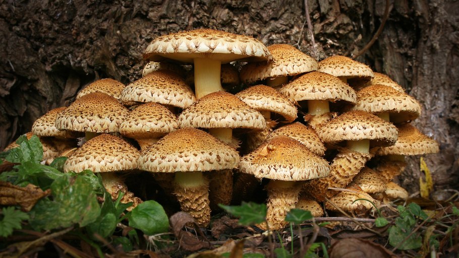Чешуйчатка обыкновенная Pholiota squarrosa
