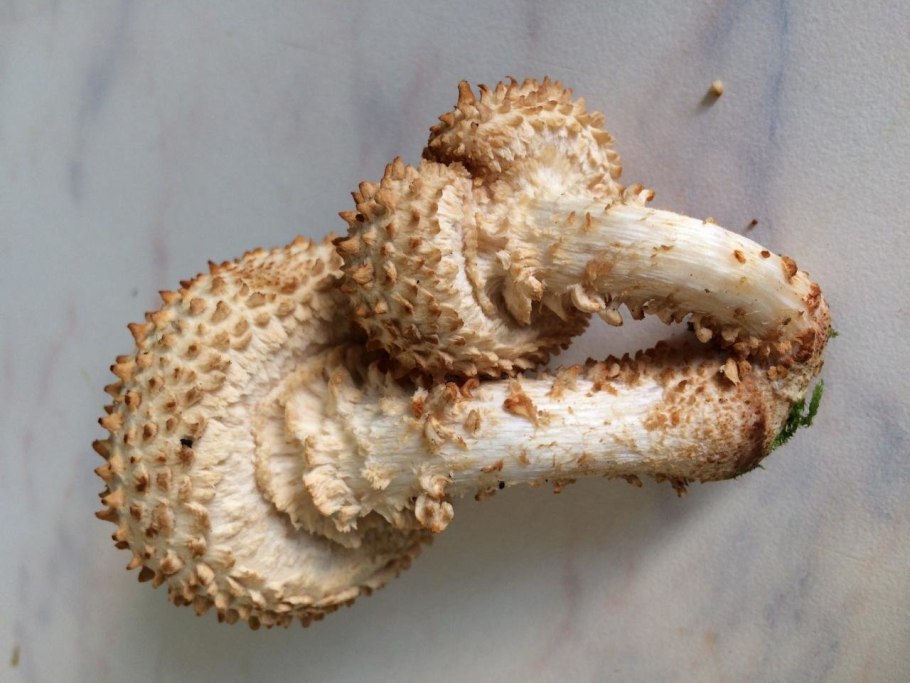 Фолиота Pholiota pinicola.