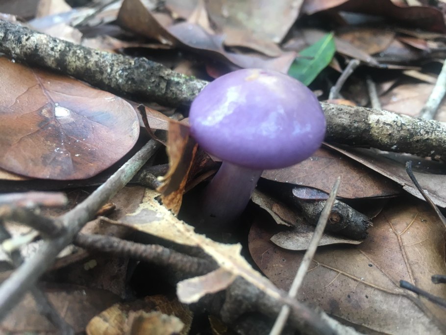 Лаковица Аметистовая / Amethyst Deceiver