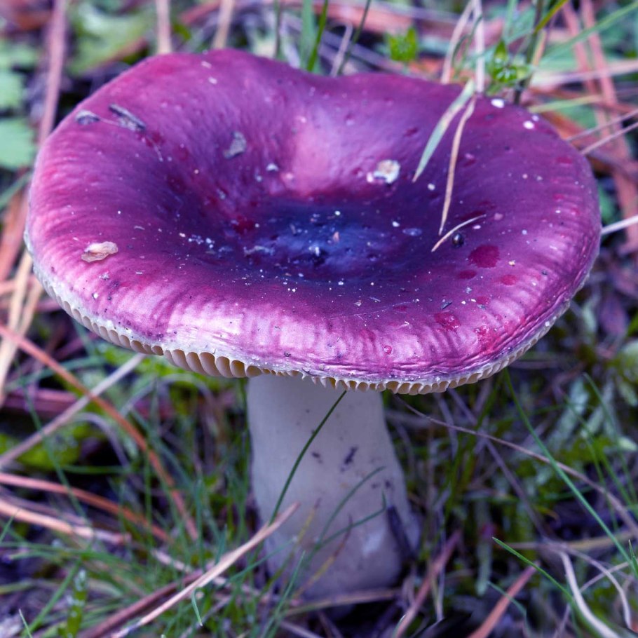 Паутинник козий Cortinarius traganus