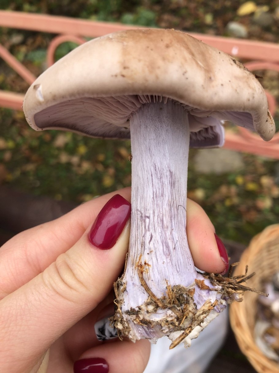 Паутинник фиолетовый