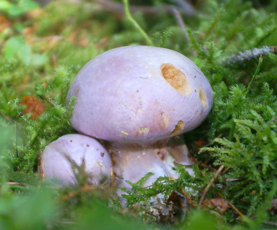 Гриб волоконница Земляная