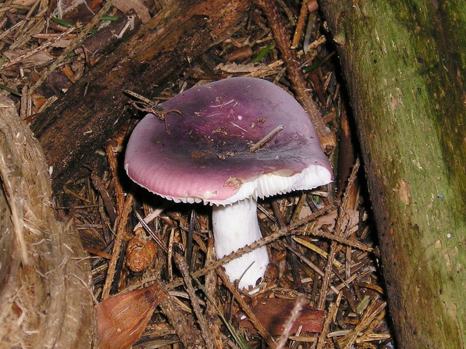 Паутинник голубой (Cortinarius coerulescens)