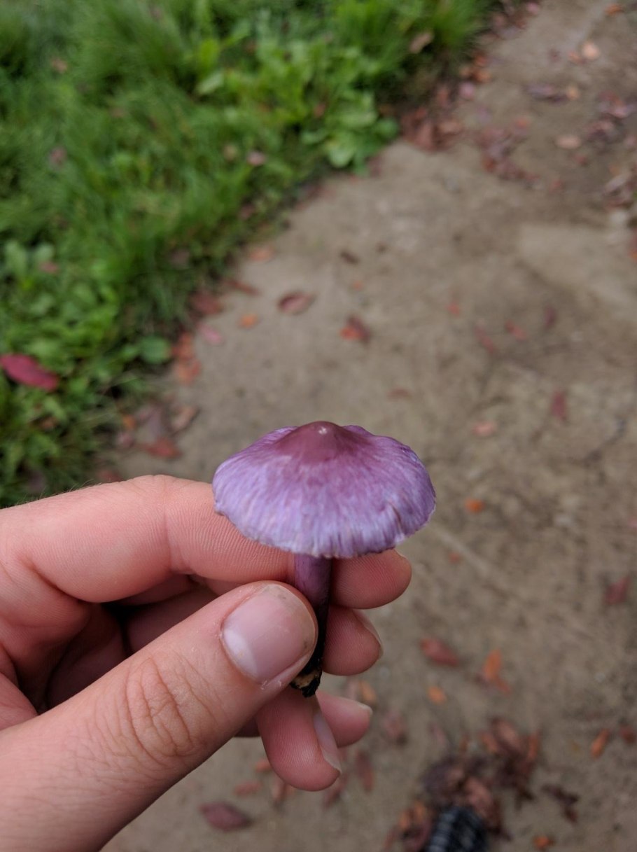Лаковица Аметистовая / Amethyst Deceiver