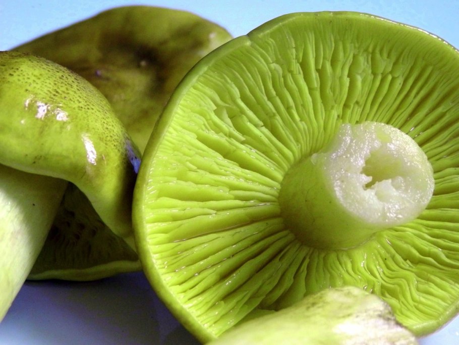 Зеленушка гриб