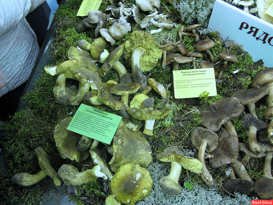 Зеленушка (Tricholoma equestre)