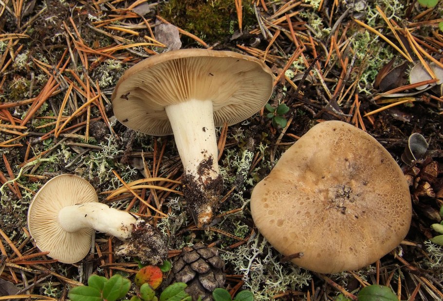 Tricholoma sejunctum