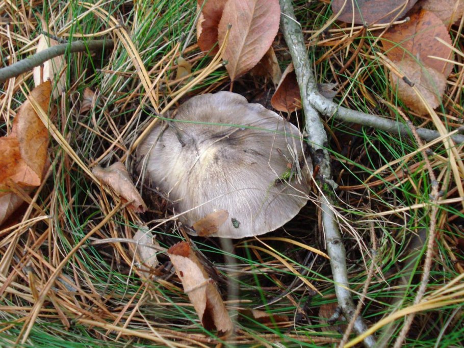 Рядовка серая Tricholoma portentosum.
