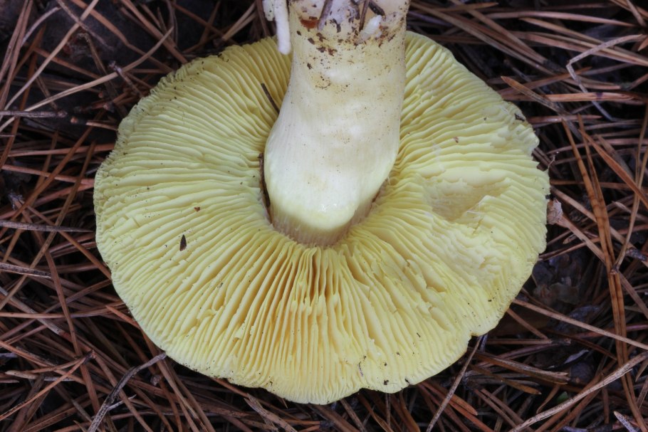 Зеленушка (Tricholoma equestre)