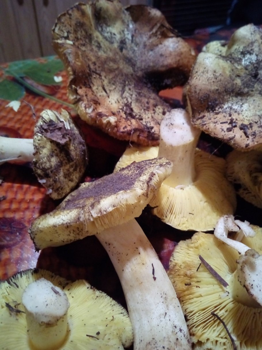 Гриб зеленуха желтопузая