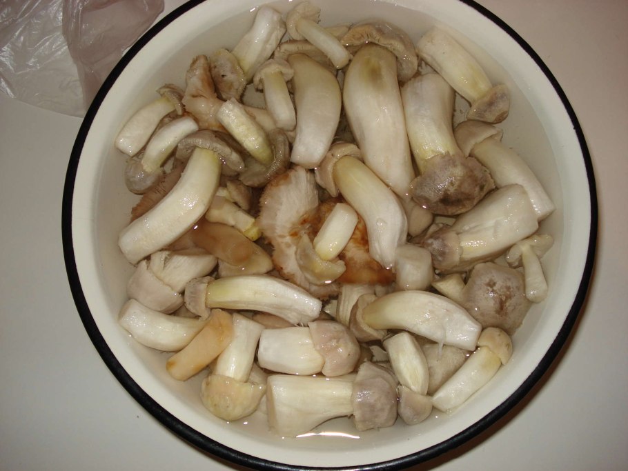 Осенние грибы зеленки сентябрята