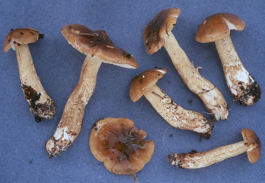 Рядовка Еловая Tricholoma aestuans