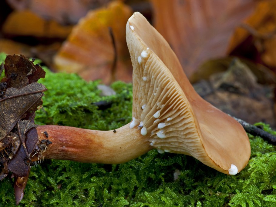 Краснушка съедобный гриб