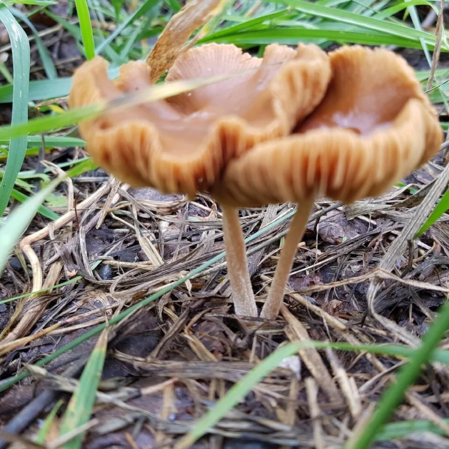 Млечник чахлый гриб