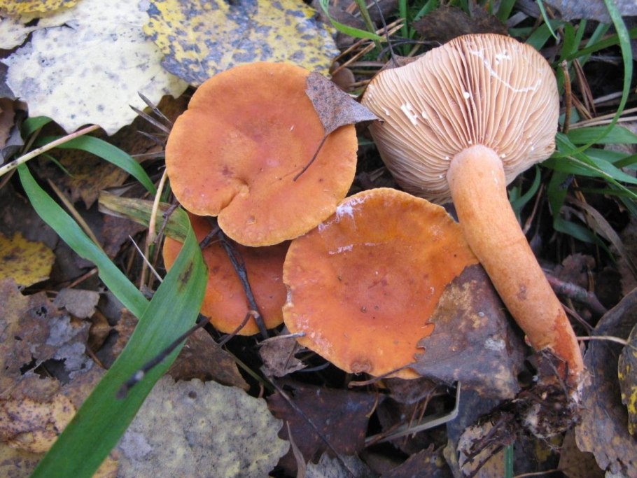 Lactarius subdulcis