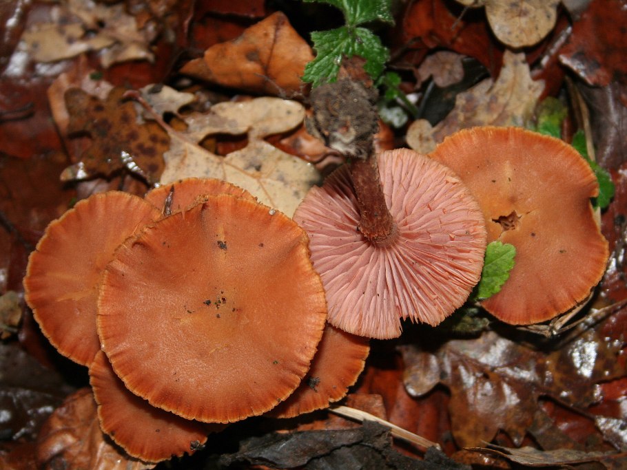 Краснушка съедобный гриб