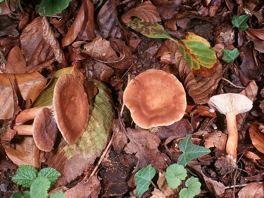 Млечник горькушка