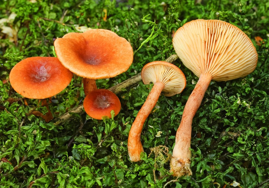 Гриб млечник камфорный