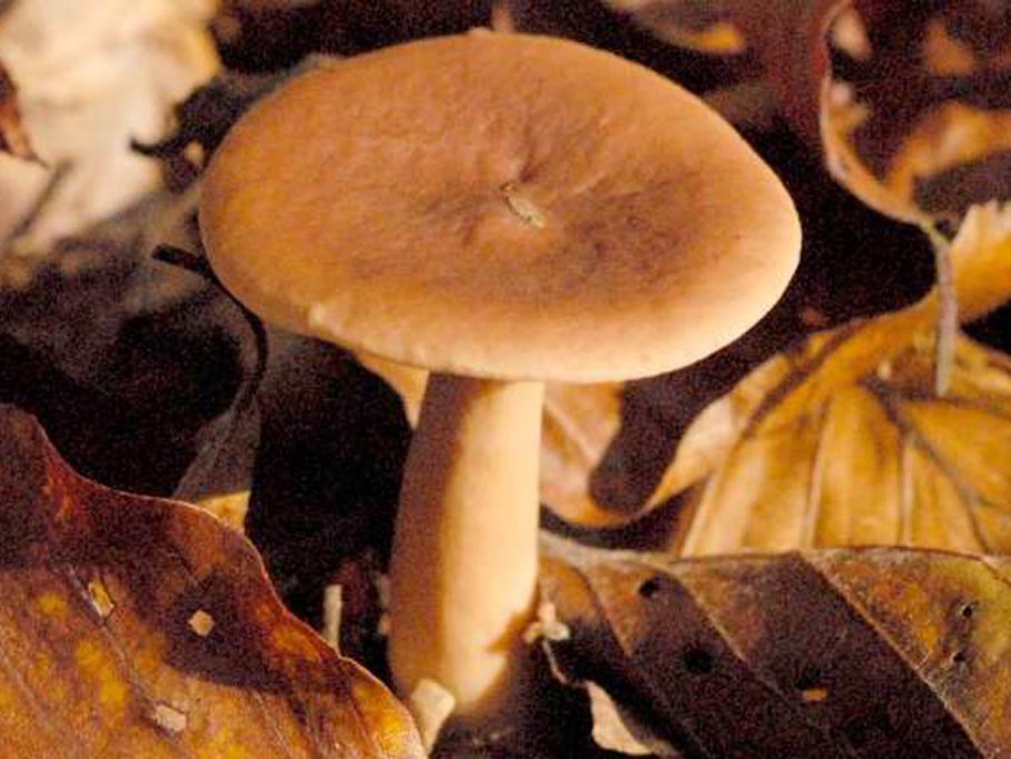 Краснушка (Lactarius subdulcis).