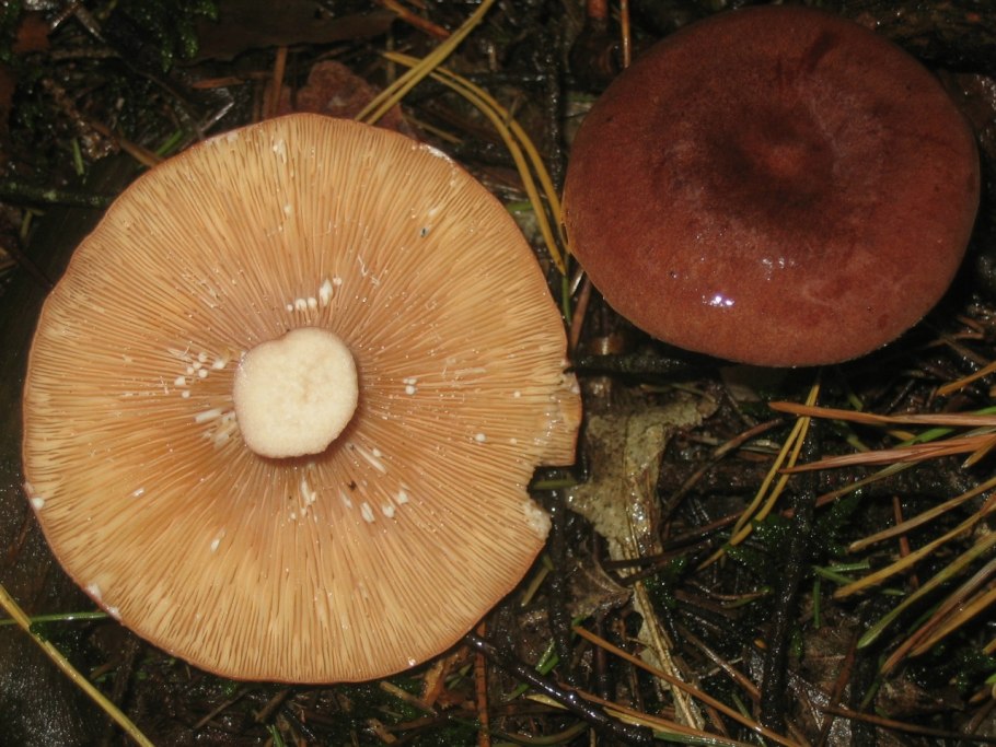 Краснушка гриб фото