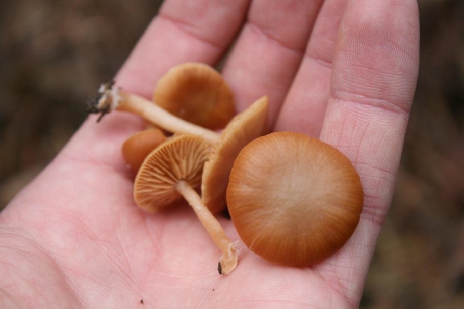 Омфалот маслиновый