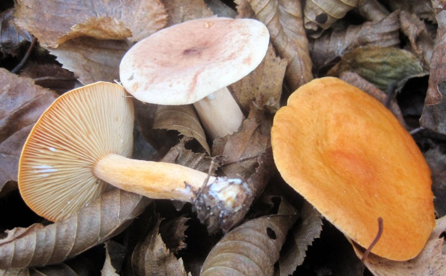 Млечник неедкий оранжевый