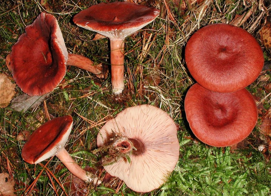 Берестянка гриб