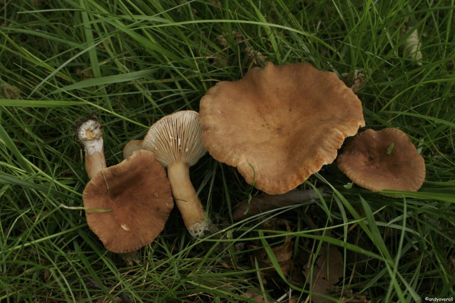 Млечник неедкий гриб