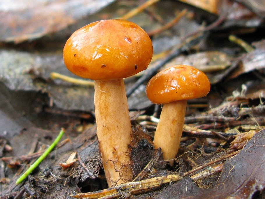 Краснушка съедобный гриб