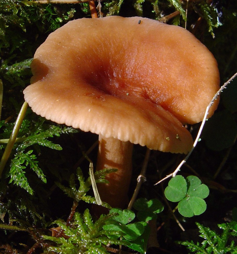 Lactarius tabidus