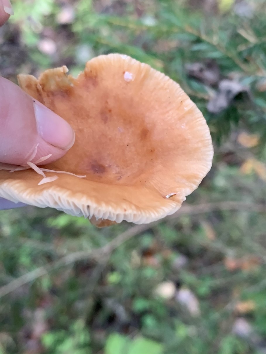 Лаковица обыкновенная