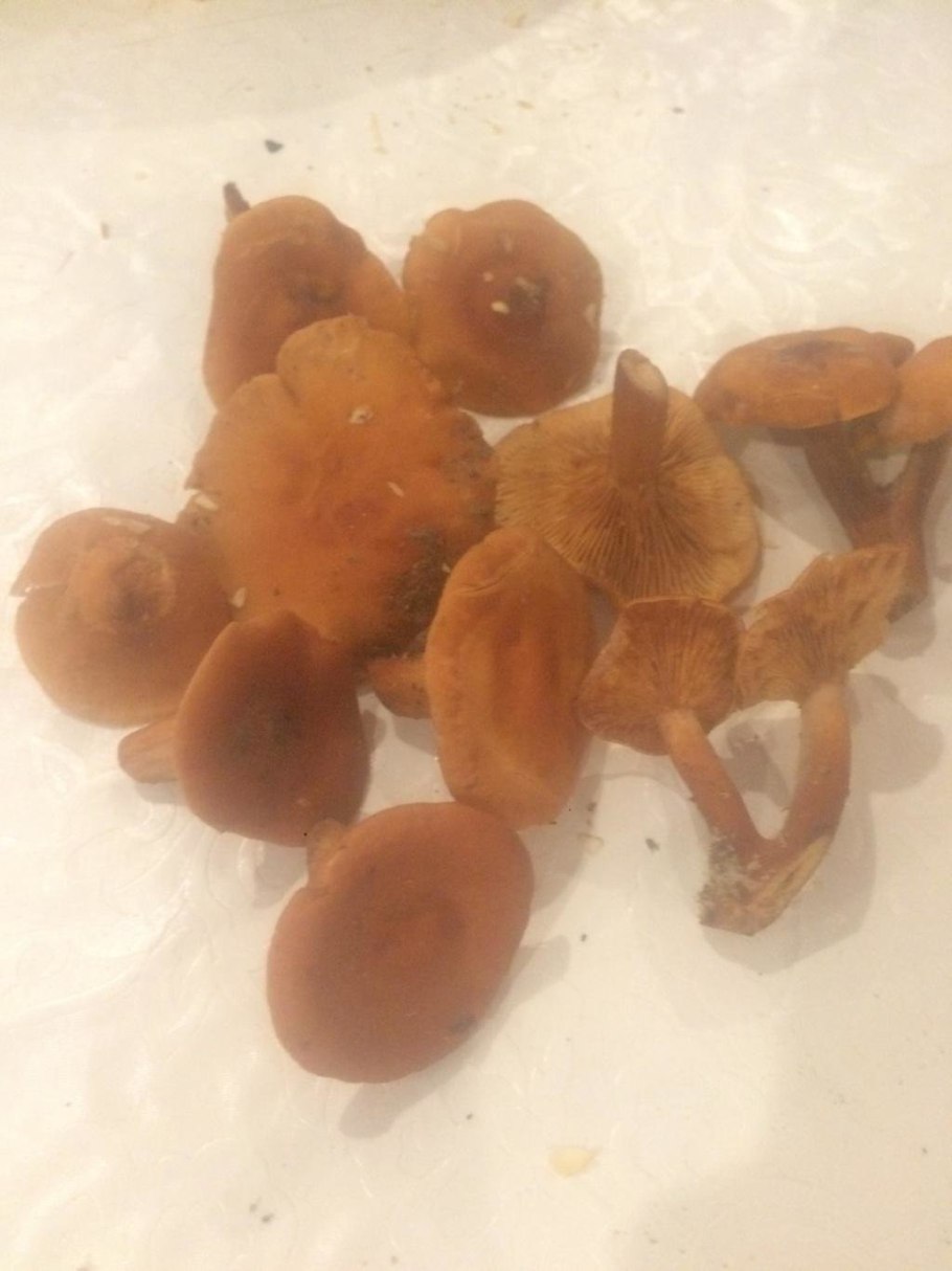 Млечник неедкий оранжевый