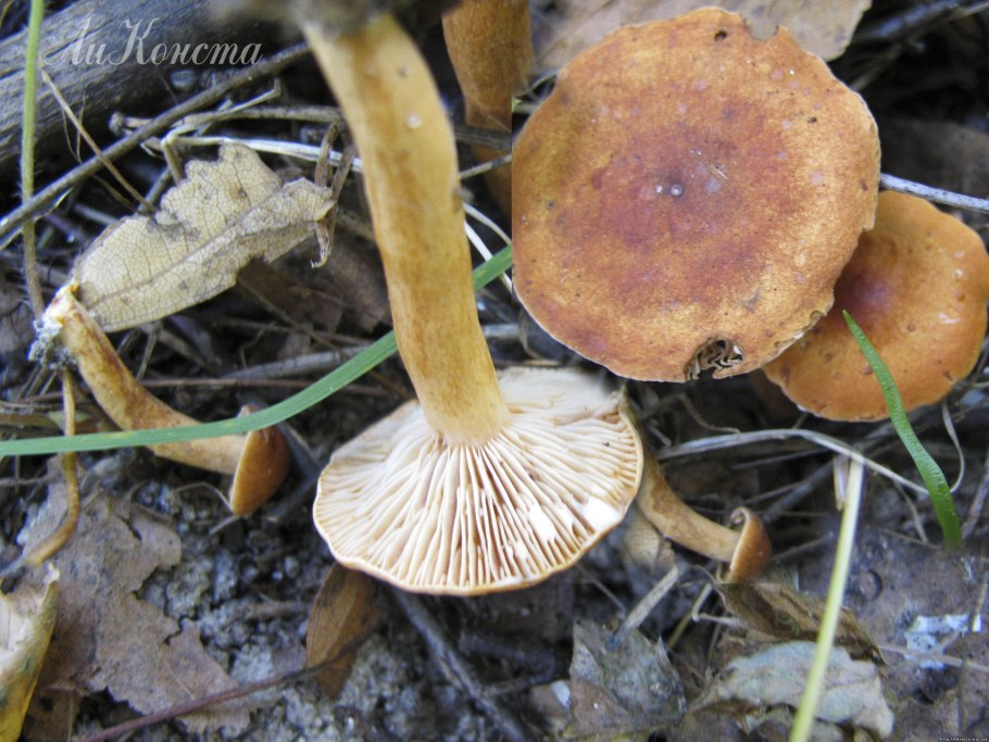 Гриб сыроежка краснушка