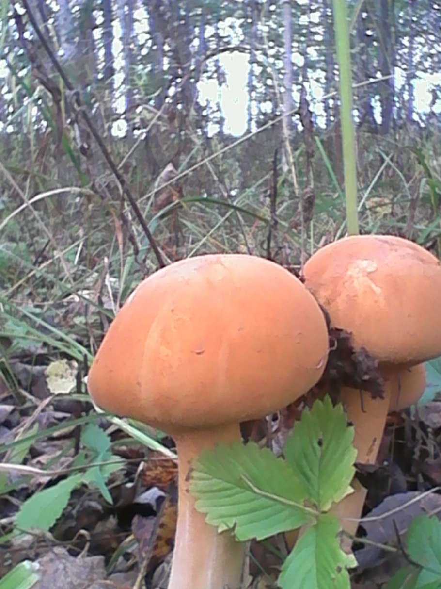 Млечник краснушка