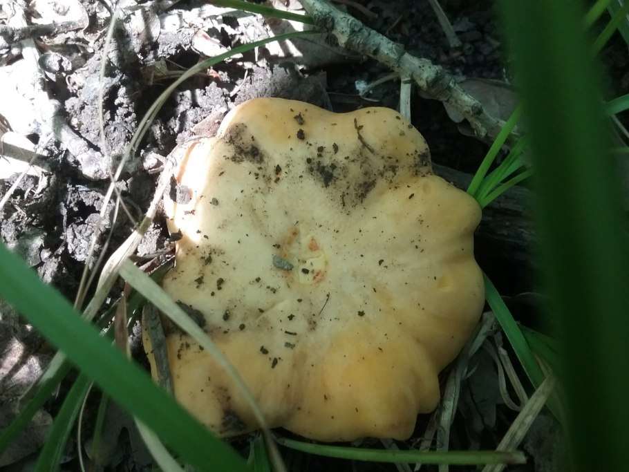 Гриб млечник камфорный