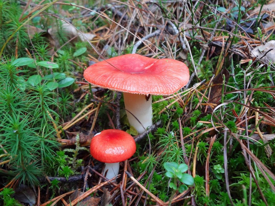 Lactarius fennoscandicus