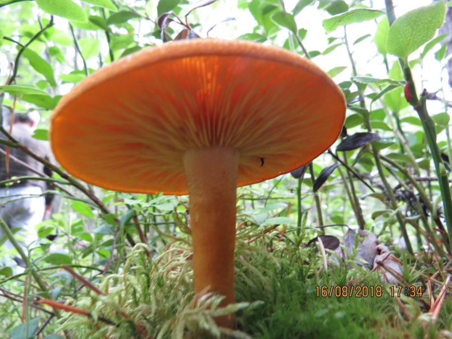 Гриб растущий из слизистого мешочка