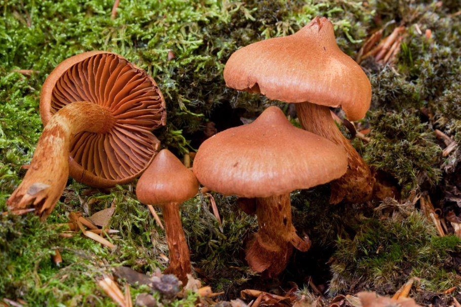 Паутинник триумфальный - cortinarius triumphans