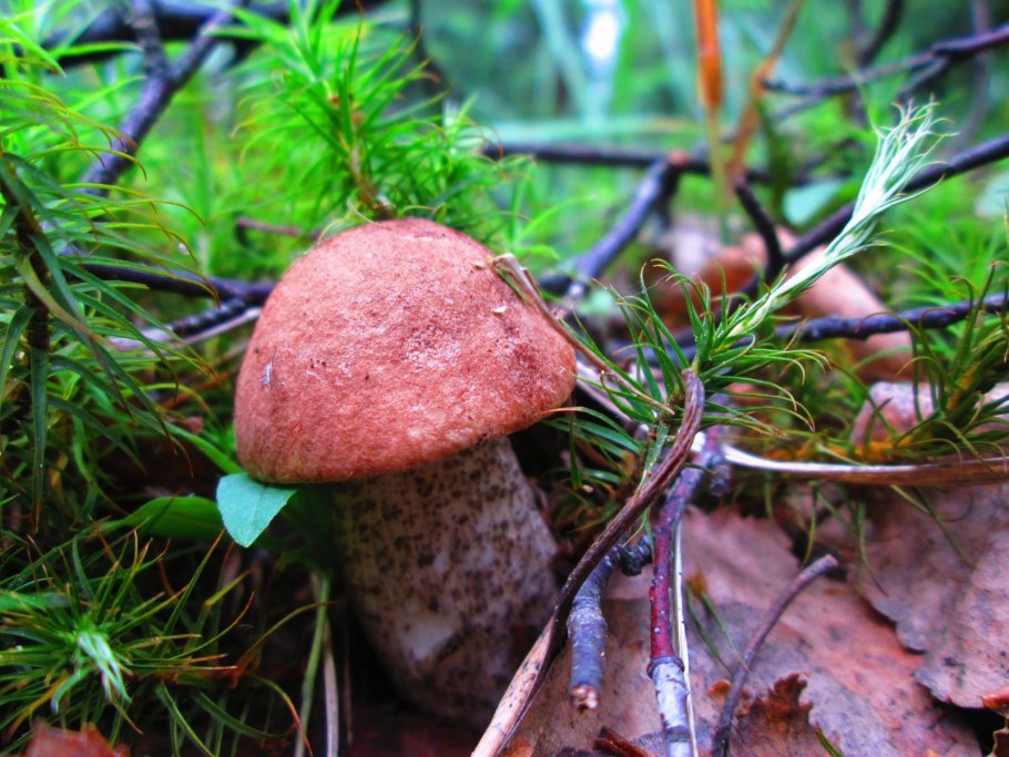 Грибы подосиновики и подберезовики