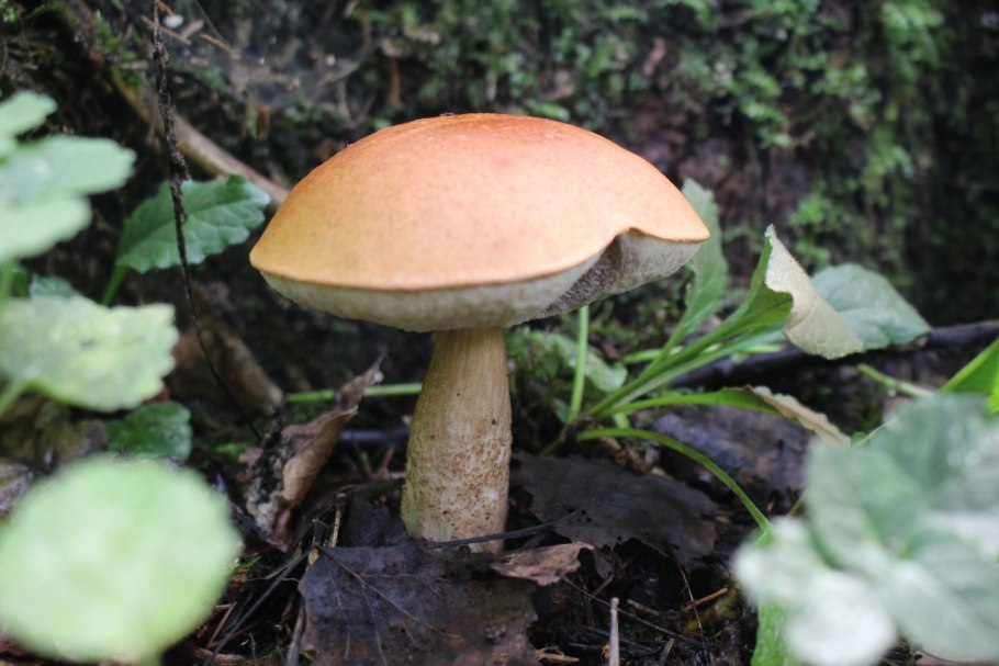 Грибы Ульяновск подосиновик