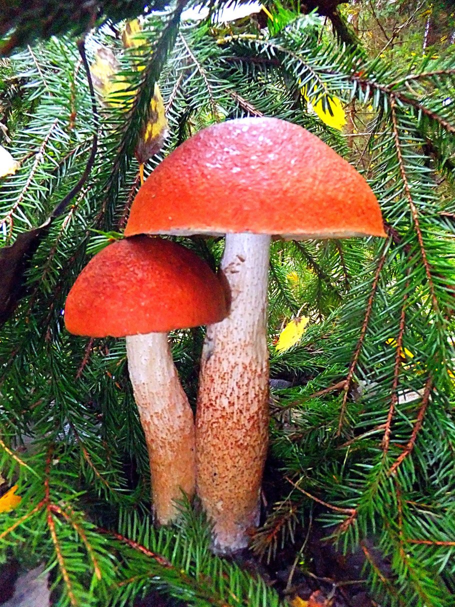 Розовый подосиновик